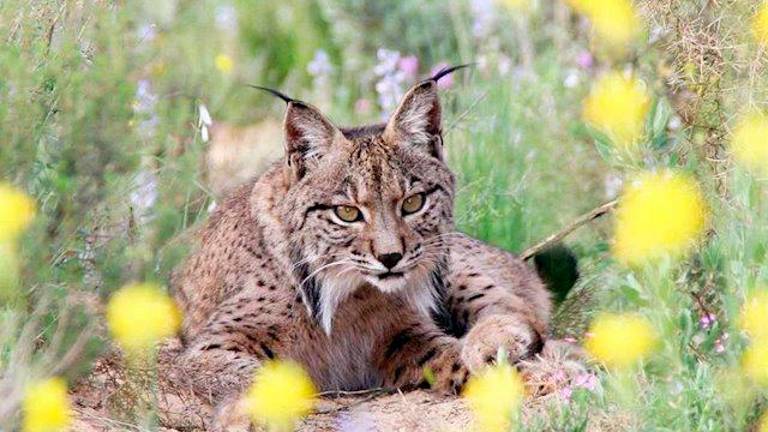 Suelta de dos nuevos ejemplares de lince ibérico en Guarrizas Suelta de dos nuevos ejemplares de lince ibérico en Guarrizas