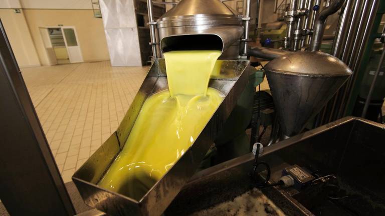 Marzo cierra con 846.178 toneladas de aceite de oliva, el 68% producido en Andalucía