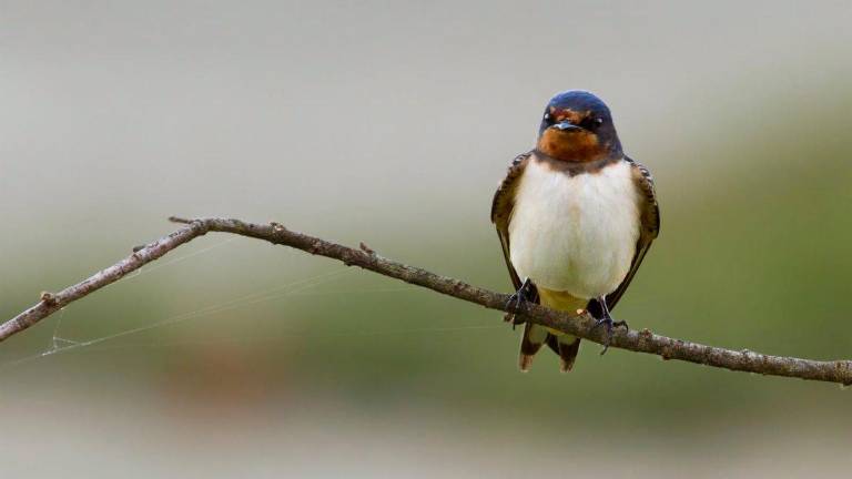 Liberados el año pasado 436 animales Liberados el año pasado 436 animales
