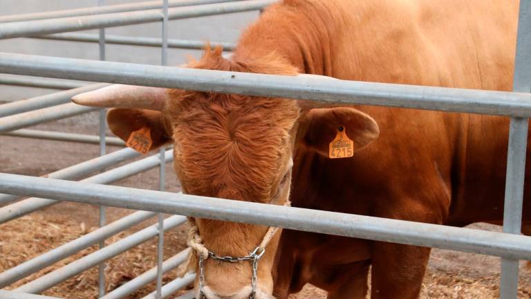 Localizan a las vacas que escaparon de una ganadería en Linares Localizan a las vacas que escaparon de una ganadería en Linares