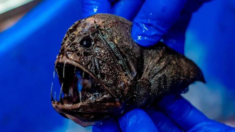 Asombrosa muestra de especies raras en fondos inéditos del océano Índico Asombrosa muestra de especies raras en fondos inéditos del océano Índico
