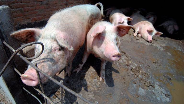 “Vigilantes” contra el proyecto de la macrogranja de cerdos