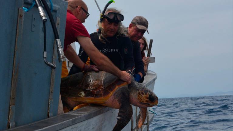 Liberan en aguas de Cartagena un ejemplar de tortuga boba atrapado en la almadraba de La Azohía