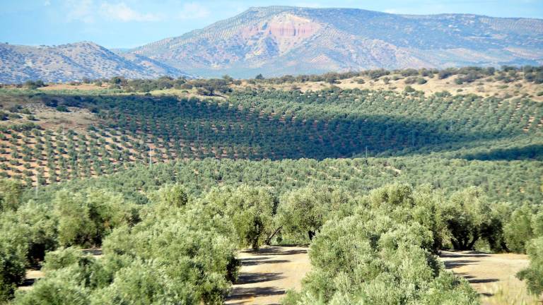 Jaén deja de emitir casi 10.000 toneladas de CO2 al año Jaén deja de emitir casi 10.000 toneladas de CO2 al año