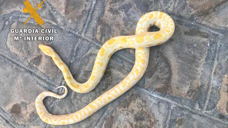 Una pitón albina en Porcuna Una pitón albina en Porcuna