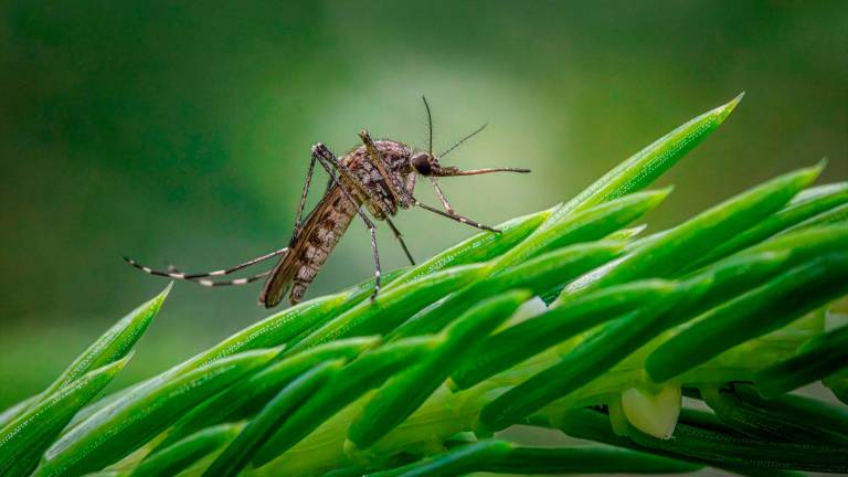 Huelva eleva el riesgo de contagio de virus del Nilo, tras detectar su presencia en un mosquito en la capital Huelva eleva el riesgo de contagio de virus del Nilo, tras detectar su presencia en un mosquito en la capital