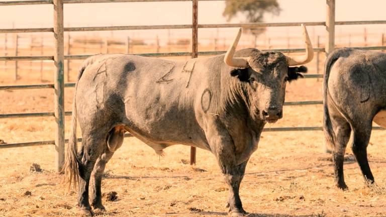 Estos son los toros de Victorino Martín que estarán en San Lucas Estos son los toros de Victorino Martín que estarán en San Lucas