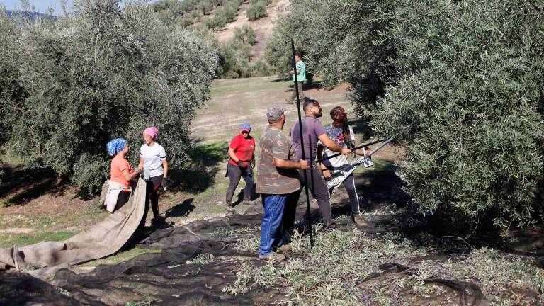 ¿Cómo cambiará el olivar con la primera estrategia andaluza? ¿Cómo cambiará el olivar con la primera estrategia andaluza?