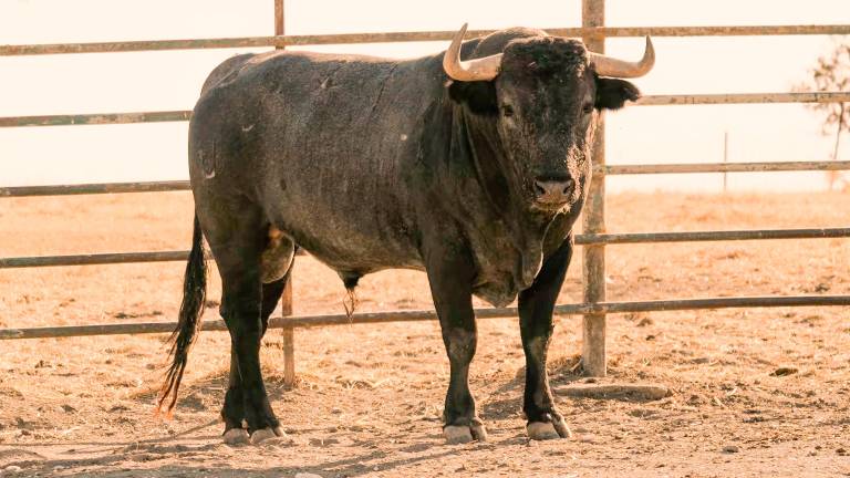 Estos son los toros de Victorino Martín que estarán en San Lucas Estos son los toros de Victorino Martín que estarán en San Lucas