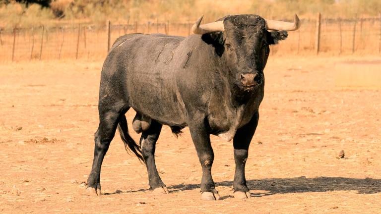 Estos son los toros de Victorino Martín que estarán en San Lucas Estos son los toros de Victorino Martín que estarán en San Lucas