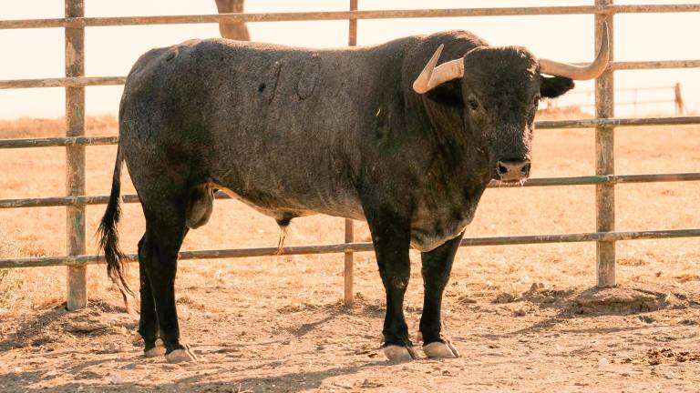 Estos son los toros de Victorino Martín que estarán en San Lucas Estos son los toros de Victorino Martín que estarán en San Lucas
