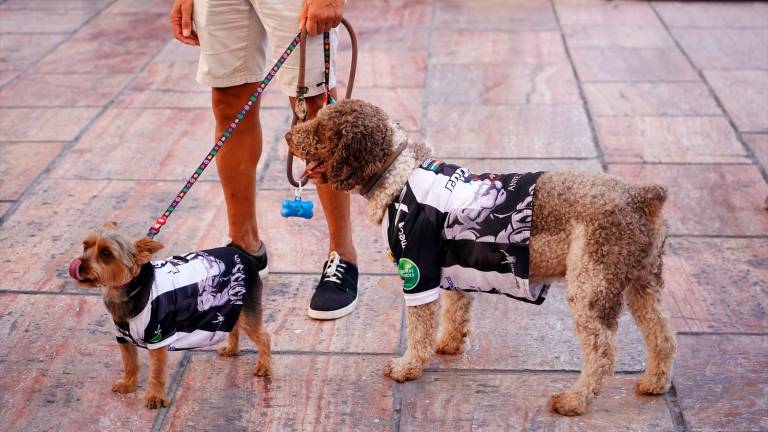 La Ley de Bienestar Animal entra en vigor este viernes: Nuevas obligaciones y prohibiones La Ley de Bienestar Animal entra en vigor este viernes: Nuevas obligaciones y prohibiones