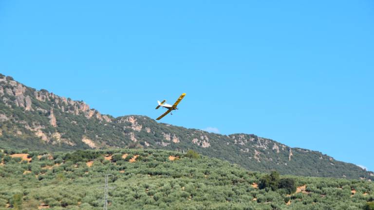 Semanas decisivas para el olivar contra la plaga de la mosca del olivo Semanas decisivas para el olivar contra la plaga de la mosca del olivo
