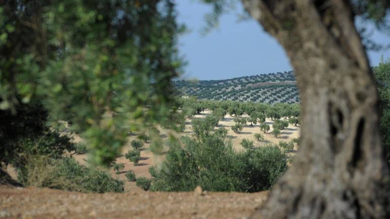 La UJA lidera un proyecto de mejora de la salud del suelo del olivar en la provincia La UJA lidera un proyecto de mejora de la salud del suelo del olivar en la provincia