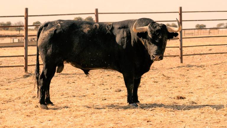 Estos son los toros de Victorino Martín que estarán en San Lucas Estos son los toros de Victorino Martín que estarán en San Lucas