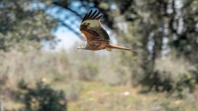 Los nuevos vecinos de las sierras de Cazorla, Segura y Las Villas: quince milanos reales Los nuevos vecinos de las sierras de Cazorla, Segura y Las Villas: quince milanos reales
