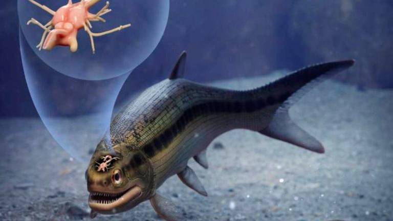 Un pez conserva el más antiguo cerebro vertebrado fosilizado Un pez conserva el más antiguo cerebro vertebrado fosilizado
