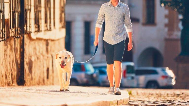 La capital quiere promocionarse como “ciudad amable para las mascotas”