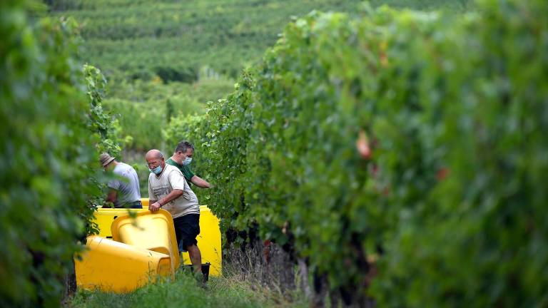 Unos 4.000 jiennenses parten para trabajar en la vendimia francesa Unos 4.000 jiennenses parten para trabajar en la vendimia francesa