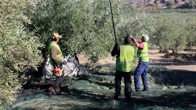 La Junta destinará 123.000 euros al Ayuntamiento de Jaén para la atención a temporeros La Junta destinará 123.000 euros al Ayuntamiento de Jaén para la atención a temporeros