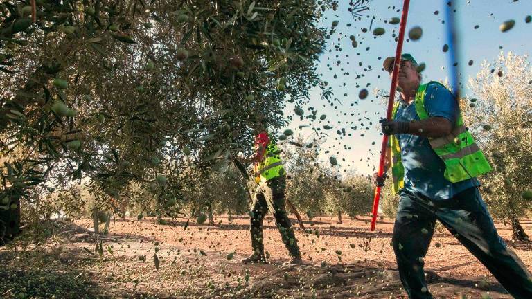 Mercadona vuelve a apostar por el aceite virgen extra jiennense de cosecha temprana Mercadona vuelve a apostar por el aceite virgen extra jiennense de cosecha temprana