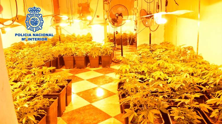 Desmantelada una plantación de marihuana en Mengíbar Desmantelada una plantación de marihuana en Mengíbar