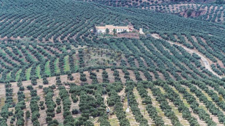 El calor acelera el proceso de maduración de las aceitunas