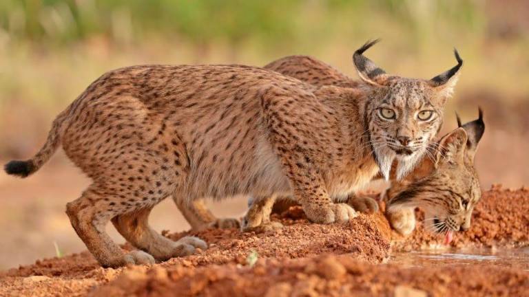 La UE “borra” el programa que hizo sobrevivir al lince ibérico La UE “borra” el programa que hizo sobrevivir al lince ibérico