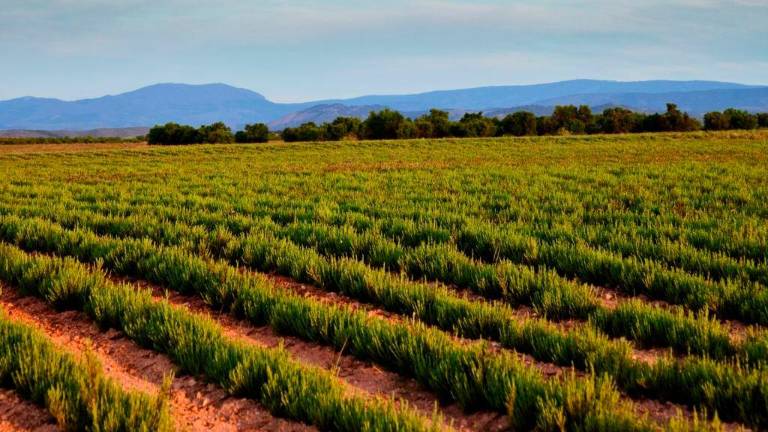El planeta agota sus recursos naturales para todo 2023, en España ocurrió en mayo El planeta agota sus recursos naturales para todo 2023, en España ocurrió en mayo