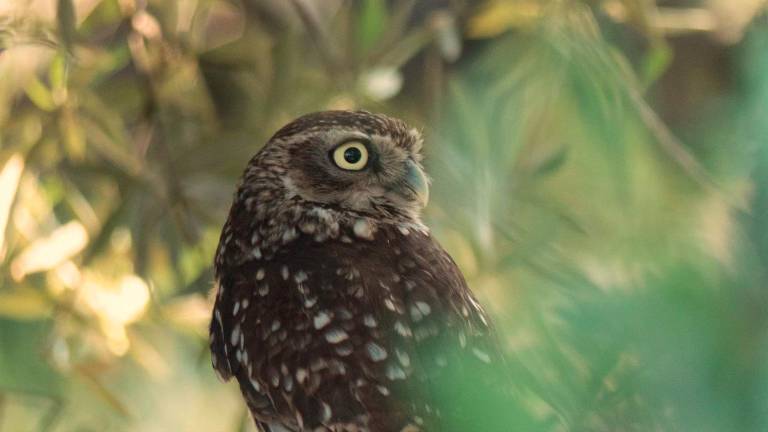 Más de cien especies de aves en una finca de olivar Más de cien especies de aves en una finca de olivar
