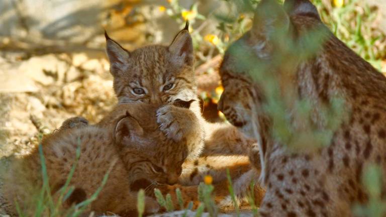 Ejemplares de linces ibéricos. / Subdelegación del Gobierno en Jaén.