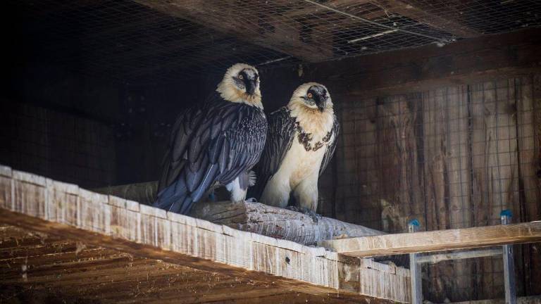 Aumentan a 16 los huevos de quebrantahuesos en el centro de cría Guadalentín Aumentan a 16 los huevos de quebrantahuesos en el centro de cría Guadalentín