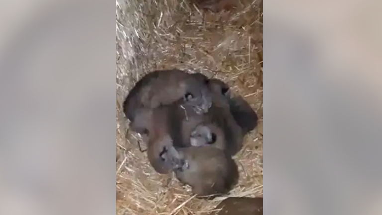 Nacen seis crías de lince en el pajar de una finca ubicada en el entorno del río Guarrizas Nacen seis crías de lince en el pajar de una finca ubicada en el entorno del río Guarrizas