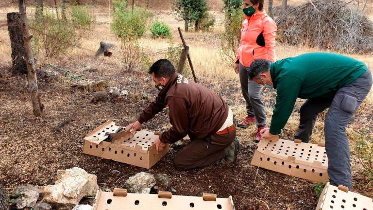 Suelta de perdices en el Parque Natural de Despeñaperros para mejorar la biodiversidad Suelta de perdices en el Parque Natural de Despeñaperros para mejorar la biodiversidad