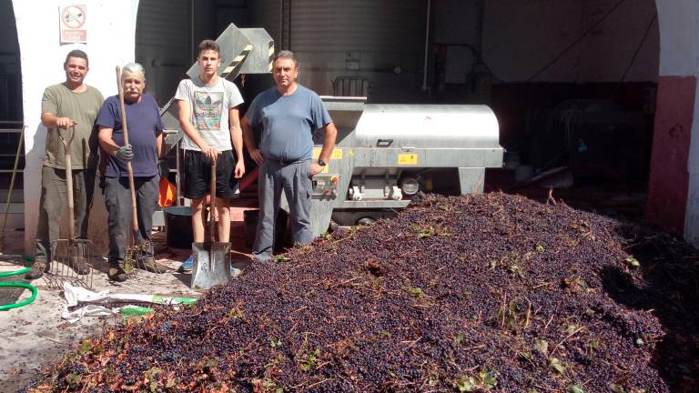 Vendimia de uva tinta en las bodegas de Lopera Vendimia de uva tinta en las bodegas de Lopera