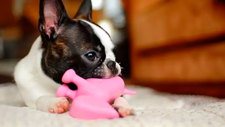 Algunos perros recuerdan palabras asociadas a juguetes Algunos perros recuerdan palabras asociadas a juguetes