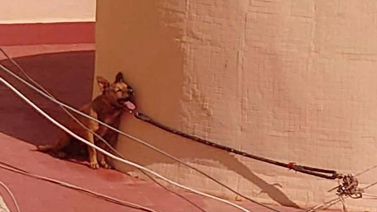 Pacma denuncia la muerte por calor de un perro atado en la terraza de una casa Pacma denuncia la muerte por calor de un perro atado en la terraza de una casa