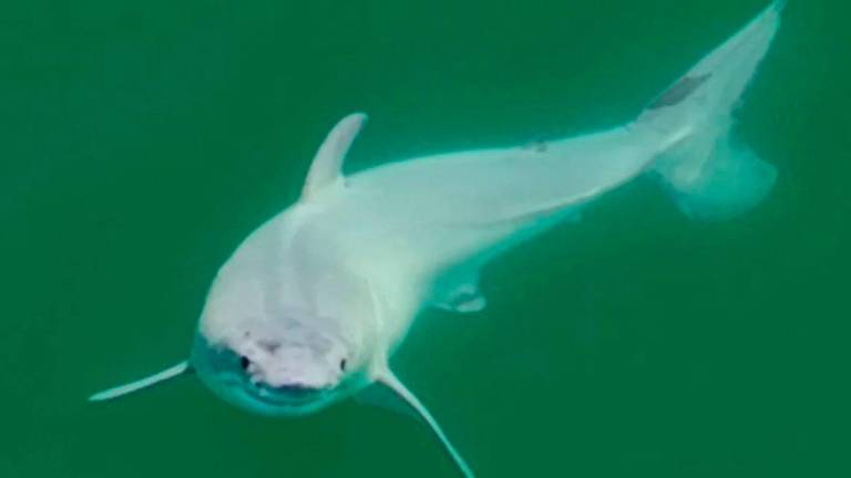¡Por primera vez se graba un tiburón blanco recién nacido! ¡Por primera vez se graba un tiburón blanco recién nacido!