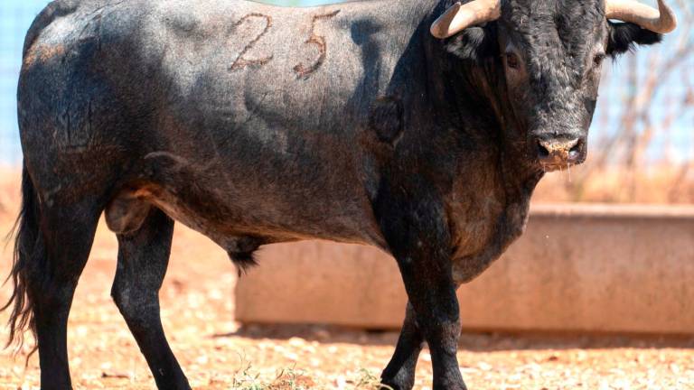 Los toros de la corrida de San Lucas Los toros de la corrida de San Lucas