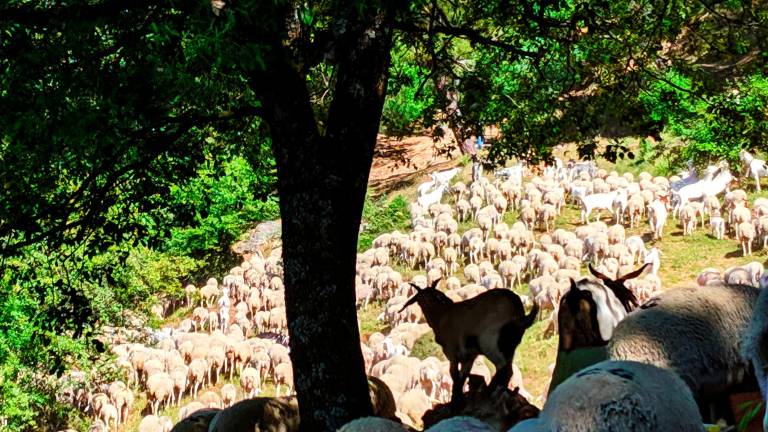 Seis días pegados a “Los Carlillos” por las vereas