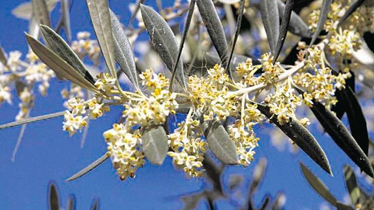 El polen del olivo alcanzará su máximo durante esta semana El polen del olivo alcanzará su máximo durante esta semana