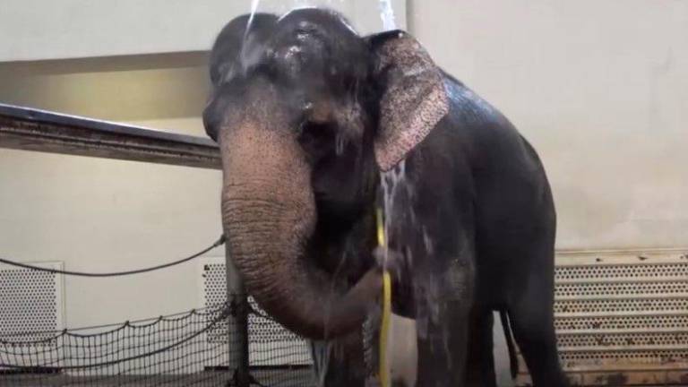 El ingenio de un elefante para aprender a ducharse El ingenio de un elefante para aprender a ducharse