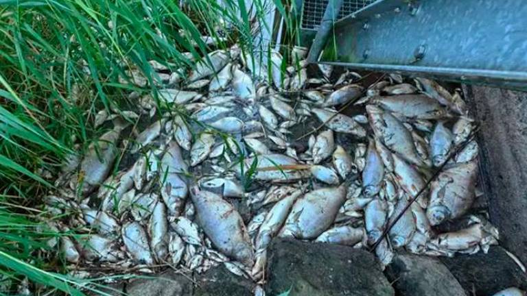 Un desastre ecológico en el río Óder deja más de cien toneladas de peces muertos Un desastre ecológico en el río Óder deja más de cien toneladas de peces muertos