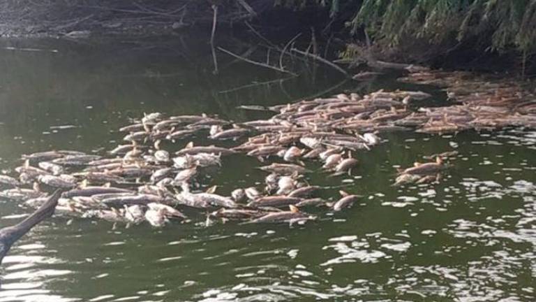 Denuncian mortandad de peces en el río Guadalquivir a su paso por la presa de Valtodano Denuncian mortandad de peces en el río Guadalquivir a su paso por la presa de Valtodano