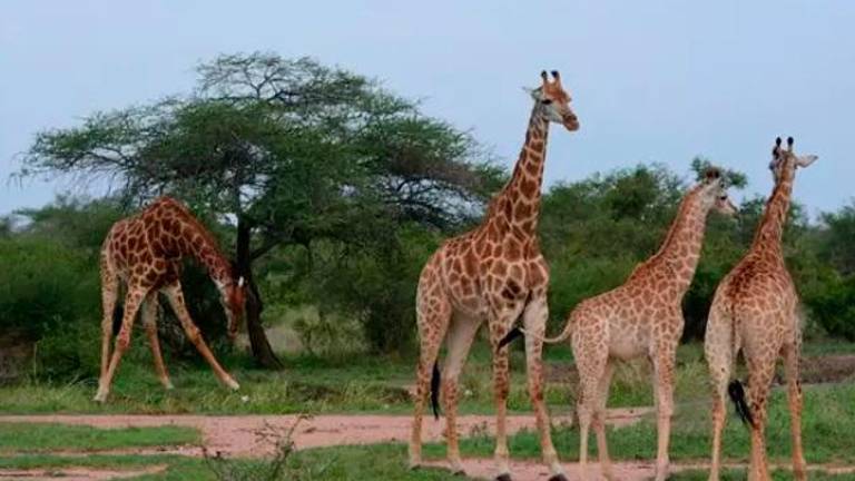 La fauna de la sabana teme más al hombre que al león La fauna de la sabana teme más al hombre que al león