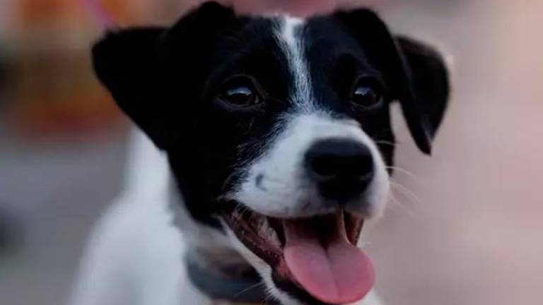Cuando tu perro te ve es capaz de “llorar” de alegría Cuando tu perro te ve es capaz de “llorar” de alegría