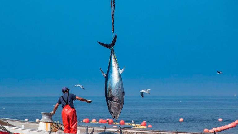 Decomisados en Tarifa 15 atunes pescados de forma ilegal Decomisados en Tarifa 15 atunes pescados de forma ilegal