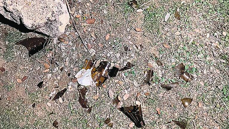 Cristales del botellón causan un severo corte a una mascota Cristales del botellón causan un severo corte a una mascota