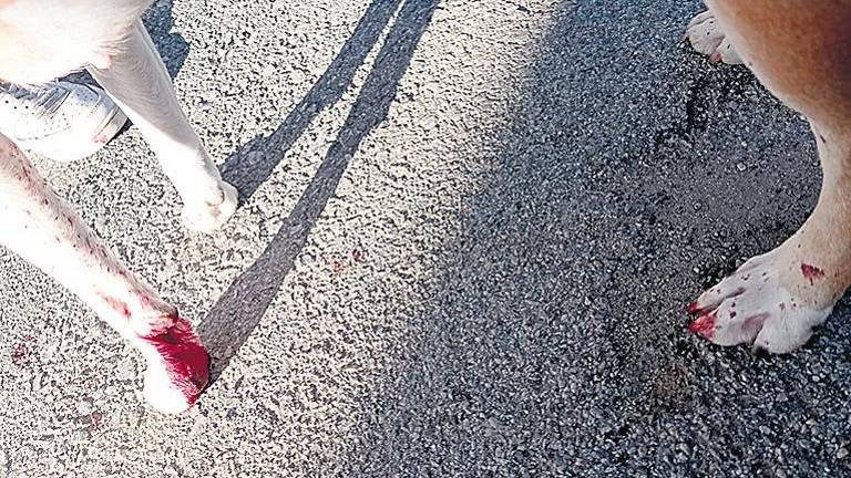 Cristales del botellón causan un severo corte a una mascota Cristales del botellón causan un severo corte a una mascota