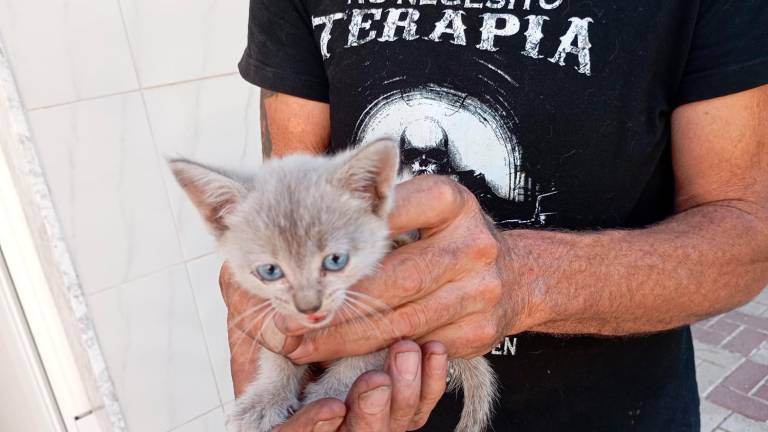 Bombera, la gata rescatada de un coche en Alcalá la Real Bombera, la gata rescatada de un coche en Alcalá la Real